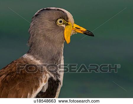 White-crowned lapwing, close up side view, Kruger National Park, South Africa View Large Photo Image Stock Image - White-crowned lapwing, close up side view, Kruger National Park, South Africa. Fotosearch