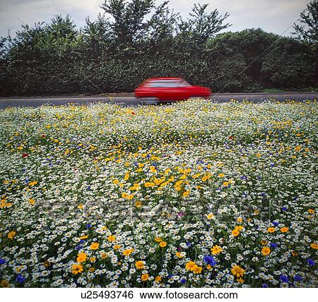 Stock Photograph - Wild flowers planted next to busy trunk route in Staffordshire, UK.. Fotosearch