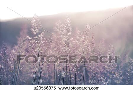 Wild grasses in sunlight. View Large Photo Image Stock Photography - Wild grasses in sunlight.. Fotosearch