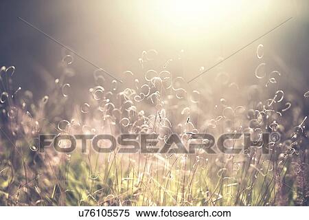 Stock Photography - Wild grasses in sunlight.. Fotosearch