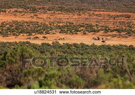 Stock Image - Wildlife grazing in nature reserve, Cape Town, Western Cape, South Africa. Fotosearch