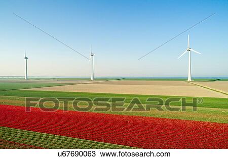 Stock Image - Wind turbines on dyke, fields with tulips in the foreground, elevated view, Top, Flevoland, Netherlands. Fotosearch