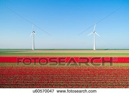 Stock Photo - Wind turbines on dyke, fields with tulips in the foreground, elevated view, Top, Flevoland, Netherlands. Fotosearch