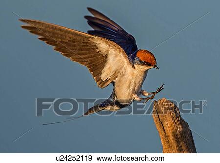 Stock Photo - Wire-tailed swallow about to land on fencepost, side view, Kruger National park, South Africa. Fotosearch