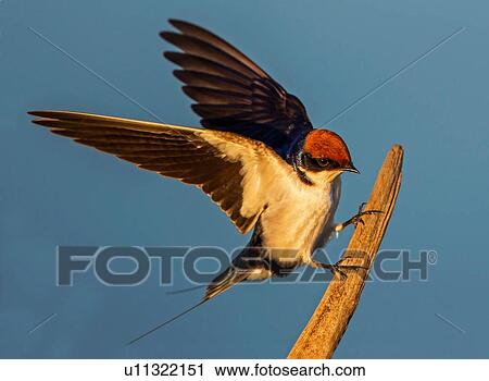 Stock Image - Wire-tailed swallow landing on fencepost, side view, Kruger National park, South Africa. Fotosearch