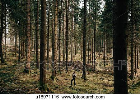 Woman admiring trees, Trossachs National Park, Scotland View Large Photo Image Stock Photograph - Woman admiring trees, Trossachs National Park, Scotland. Fotosearch