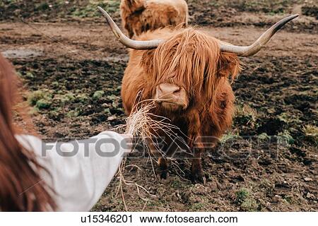 Woman feeding Highland cattle, Trossachs National Park, Canada View Large Photo Image Stock Image - Woman feeding Highland cattle, Trossachs National Park, Canada. Fotosearch