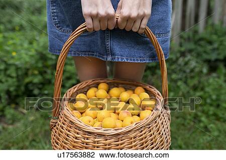 Woman holding basket of apricots View Large Photo Image Stock Image - Woman holding basket of apricots. Fotosearch
