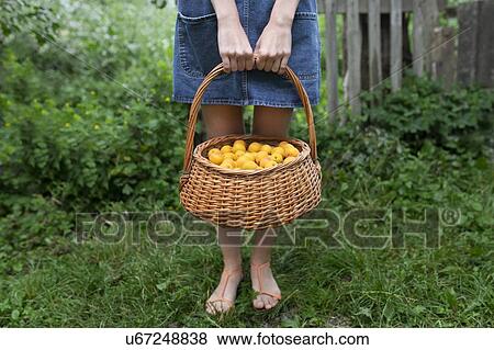 Stock Photo - Woman holding basket of apricots. Fotosearch