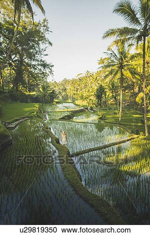 Stock Image - Woman on terraced rice paddies in Bali, Indonesia. Fotosearch