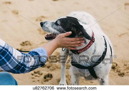 Woman petting her dog on beach View Large Photo Image Stock Photograph - Woman petting her dog on beach. Fotosearch