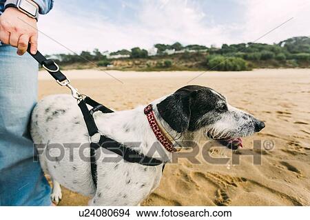 Woman walking her dog on beach View Large Photo Image Picture - Woman walking her dog on beach. Fotosearch