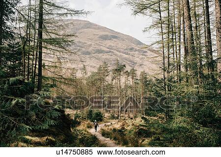Stock Photography - Woman walking through forest, Trossachs National Park, Canada. Fotosearch