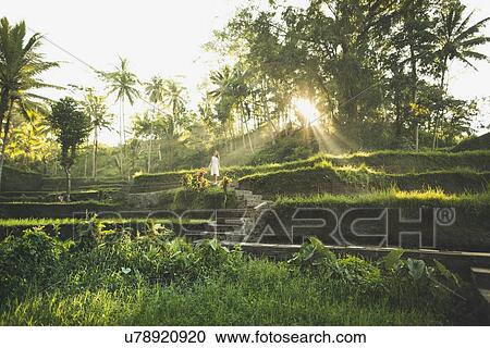 Stock Image - Woman wearing white dress on terraced rice paddies in Bali, Indonesia. Fotosearch
