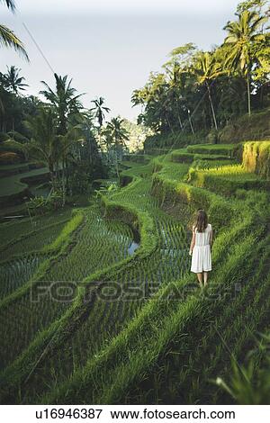 Woman wearing white dress on terraced rice paddies in Bali, Indonesia View Large Photo Image Stock Photo - Woman wearing white dress on terraced rice paddies in Bali, Indonesia. Fotosearch