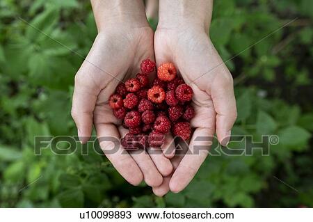 Woman's cupped hands holding raspberries View Large Photo Image Stock Image - Woman's cupped hands holding raspberries. Fotosearch