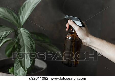 Stock Image - Woman's hand spraying potted plant. Fotosearch