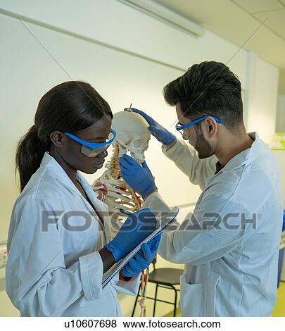 Young female and male scientists examining jaw of model skeleton in laboratory View Large Photo Image Stock Photo - Young female and male scientists examining jaw of model skeleton in laboratory. Fotosearch