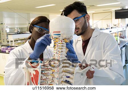 Stock Photo - Young female and male scientists examining model skeleton in laboratory. Fotosearch