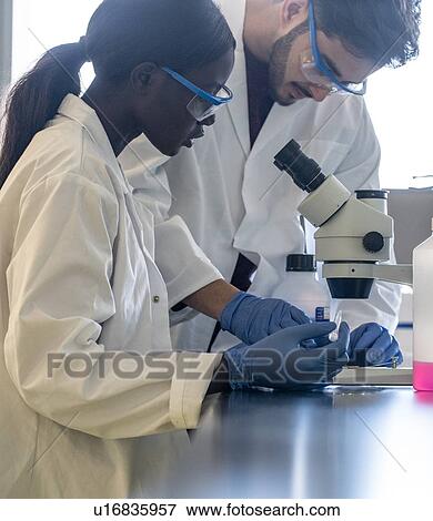 Young female and male scientists preparing microscope in laboratory View Large Photo Image Stock Photo - Young female and male scientists preparing microscope in laboratory. Fotosearch