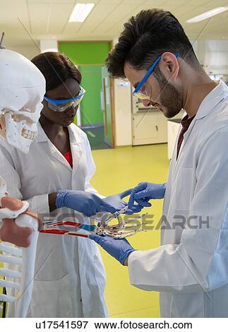 Stock Photo - Young female and male scientists examining fingers of model skeleton in laboratory. Fotosearch