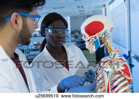 Young female and male scientists examining ribs of model skeleton in laboratory View Large Photo Image Stock Photo - Young female and male scientists examining ribs of model skeleton in laboratory. Fotosearch