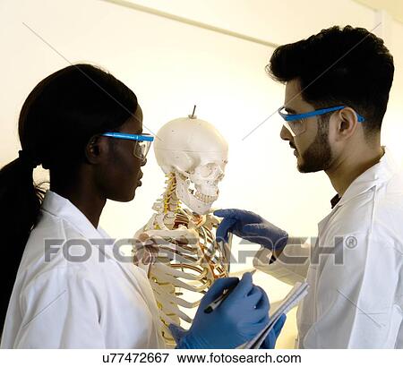 Young female and male scientists examining jaw of model skeleton in laboratory View Large Photo Image Stock Photo - Young female and male scientists examining jaw of model skeleton in laboratory. Fotosearch