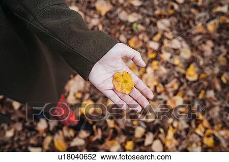 Young woman holding autumn leaf in park, overhead view of hand View Large Photo Image Stock Image - Young woman holding autumn leaf in park, overhead view of hand. Fotosearch