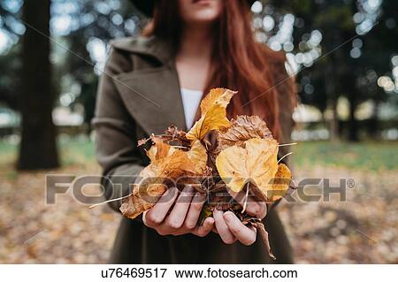 Stock Photo - Young woman holding autumn leaves in park, close up of hands. Fotosearch