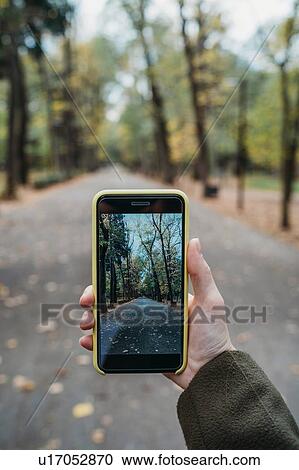 Stock Image - Young woman photographing tree lined autumn park on smartphone, personal perspective, Florence, Tuscany, Italy. Fotosearch
