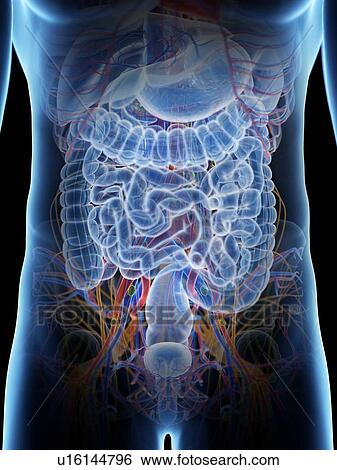 Stock Photograph - Abdominal anatomy, computer illustration.. Fotosearch