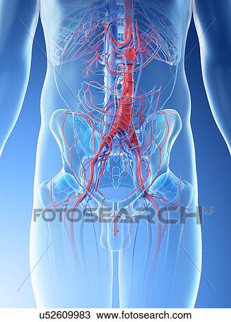 Abdominal blood vessels, computer illustration. View Large Photo Image Stock Image - Abdominal blood vessels, computer illustration.. Fotosearch