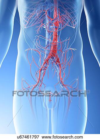 Stock Photo - Abdominal blood vessels, computer illustration.. Fotosearch