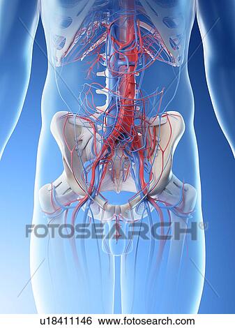 Abdominal blood vessels, computer illustration. View Large Photo Image Stock Photograph - Abdominal blood vessels, computer illustration.. Fotosearch