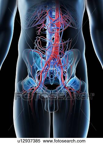 Abdominal blood vessels, computer illustration. View Large Photo Image Stock Photography - Abdominal blood vessels, computer illustration.. Fotosearch