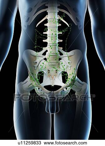 Stock Image - Abdominal lymph nodes, computer illustration.. Fotosearch