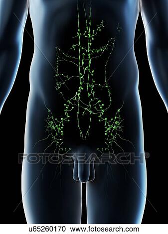 Stock Image - Abdominal lymph nodes, computer illustration.. Fotosearch