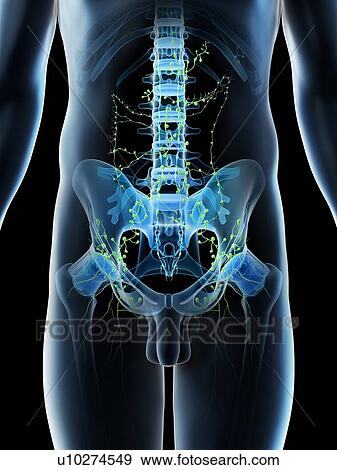 Stock Photo - Abdominal lymph nodes, computer illustration.. Fotosearch