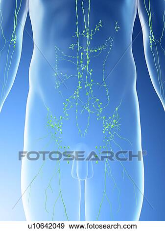 Abdominal lymph nodes, computer illustration. View Large Photo Image Stock Photo - Abdominal lymph nodes, computer illustration.. Fotosearch