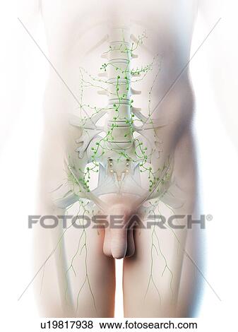 Stock Photo - Abdominal lymph nodes, computer illustration.. Fotosearch