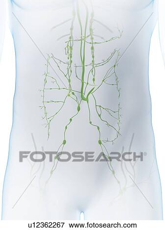 Stock Photo - Abdominal lymphatic system, computer illustration.. Fotosearch