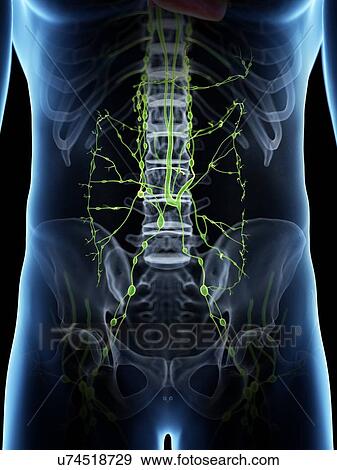 Stock Photo - Abdominal lymphatic system, computer illustration.. Fotosearch