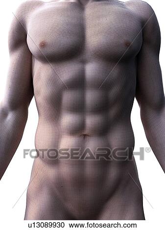 Abdominal muscles, computer illustration. View Large Photo Image Stock Image - Abdominal muscles, computer illustration.. Fotosearch