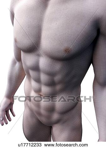 Abdominal muscles, computer illustration. View Large Photo Image Stock Image - Abdominal muscles, computer illustration.. Fotosearch