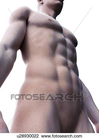 Abdominal muscles, computer illustration. View Large Photo Image Stock Image - Abdominal muscles, computer illustration.. Fotosearch