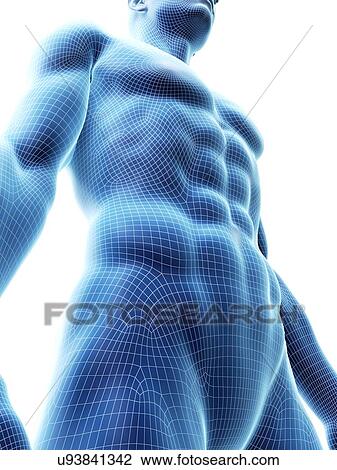 Abdominal muscles, computer illustration. View Large Photo Image Stock Image - Abdominal muscles, computer illustration.. Fotosearch