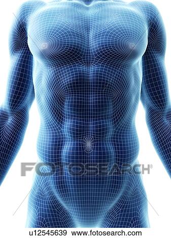 Abdominal muscles, computer illustration. View Large Photo Image Stock Photo - Abdominal muscles, computer illustration.. Fotosearch
