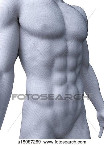 Stock Photo - Abdominal muscles, computer illustration.. Fotosearch