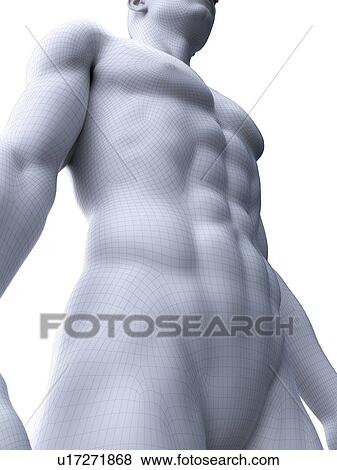 Stock Photo - Abdominal muscles, computer illustration.. Fotosearch