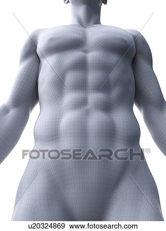 Stock Photo - Abdominal muscles, computer illustration.. Fotosearch
